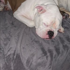 Meet your Posher, Otis